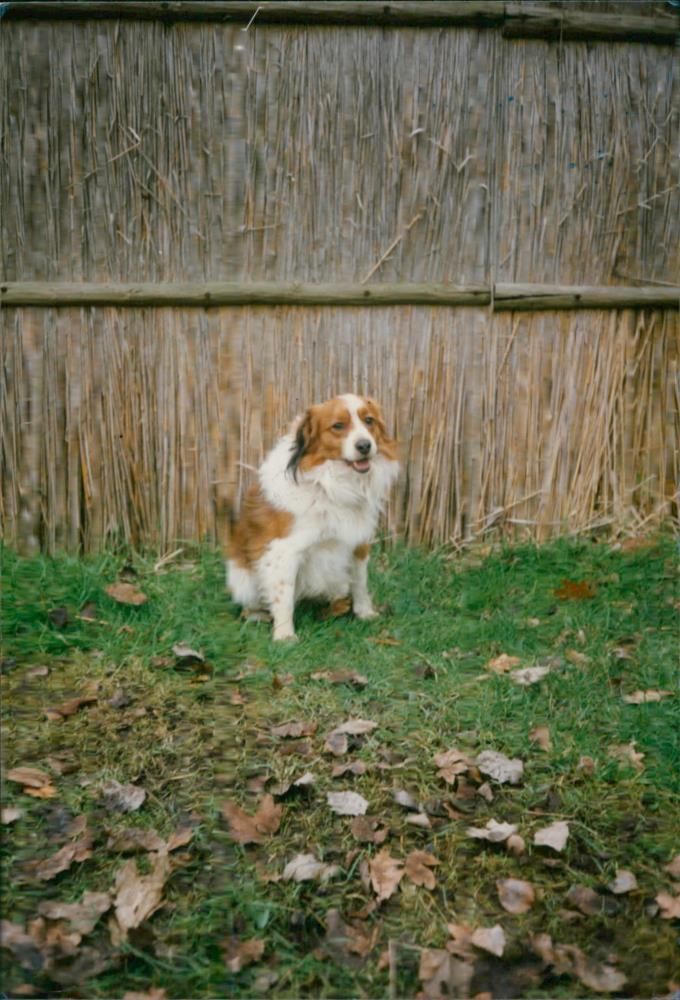 Dog General - Vintage Photograph