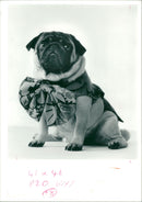 Dog General - Vintage Photograph