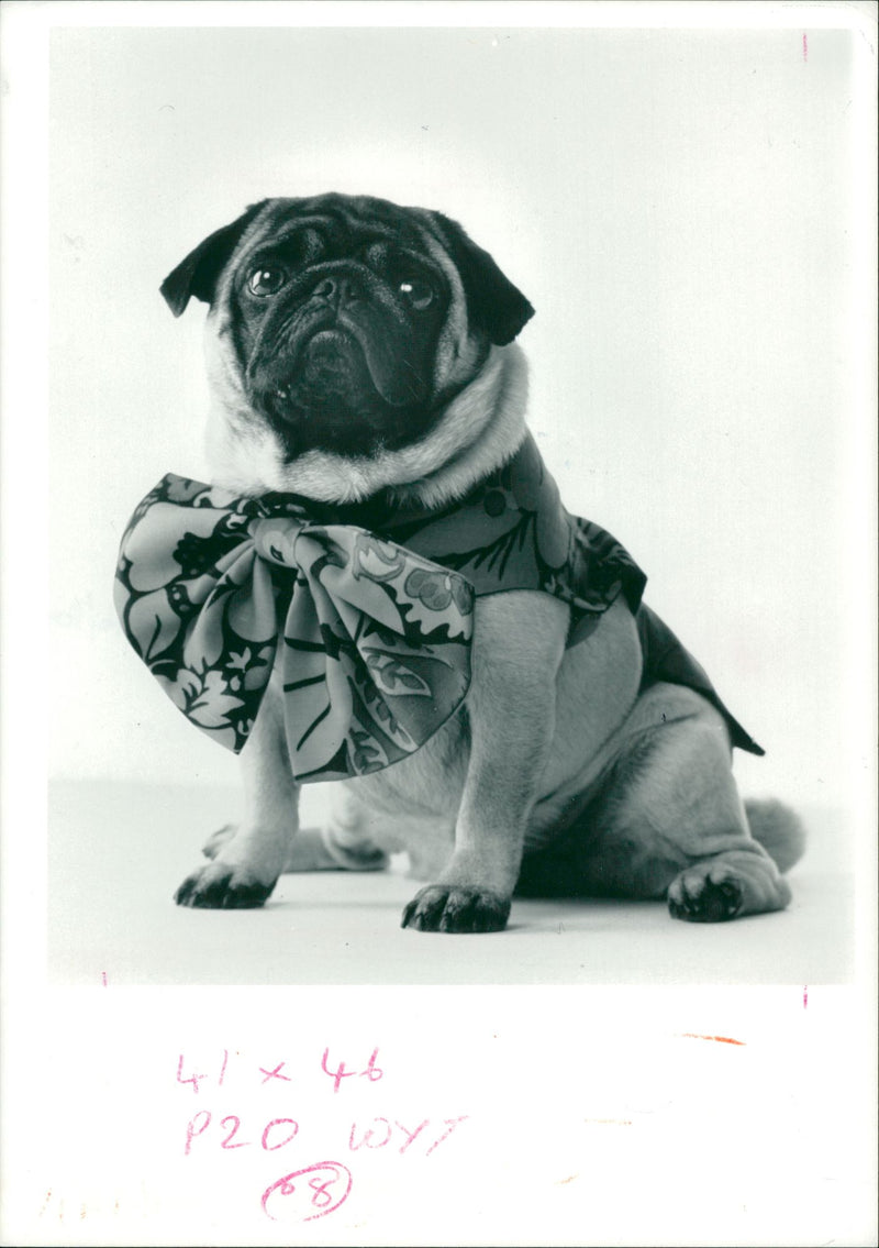 Dog General - Vintage Photograph