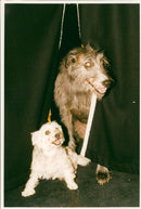 Lurcher at RSC - Vintage Photograph