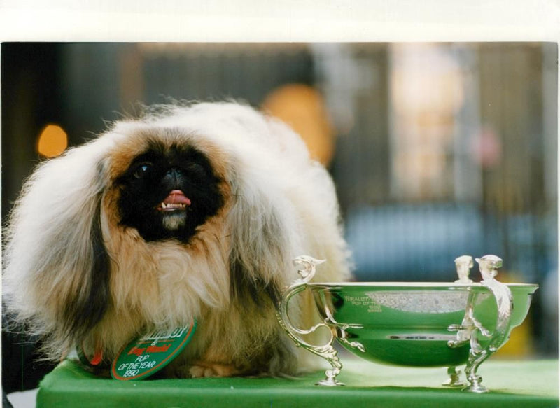 Pup of the year. - Vintage Photograph