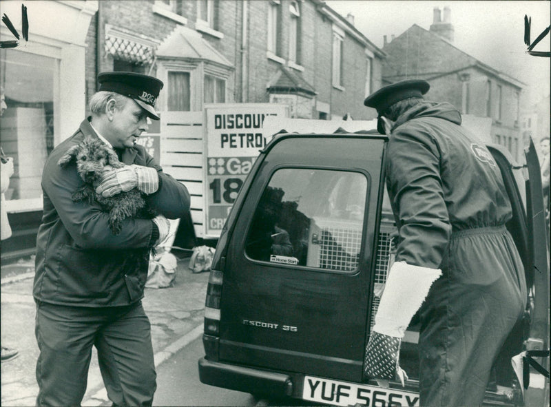 Some of the 37 dogs - Vintage Photograph