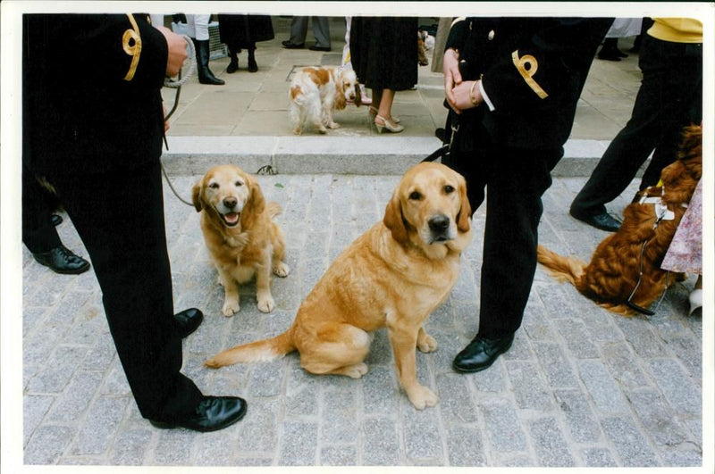 Fat Dog - Vintage Photograph