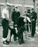 Able Seaman Rupert with his C.O Lt.-Cdr D.J. Cole. - Vintage Photograph