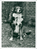 Dog - Vintage Photograph
