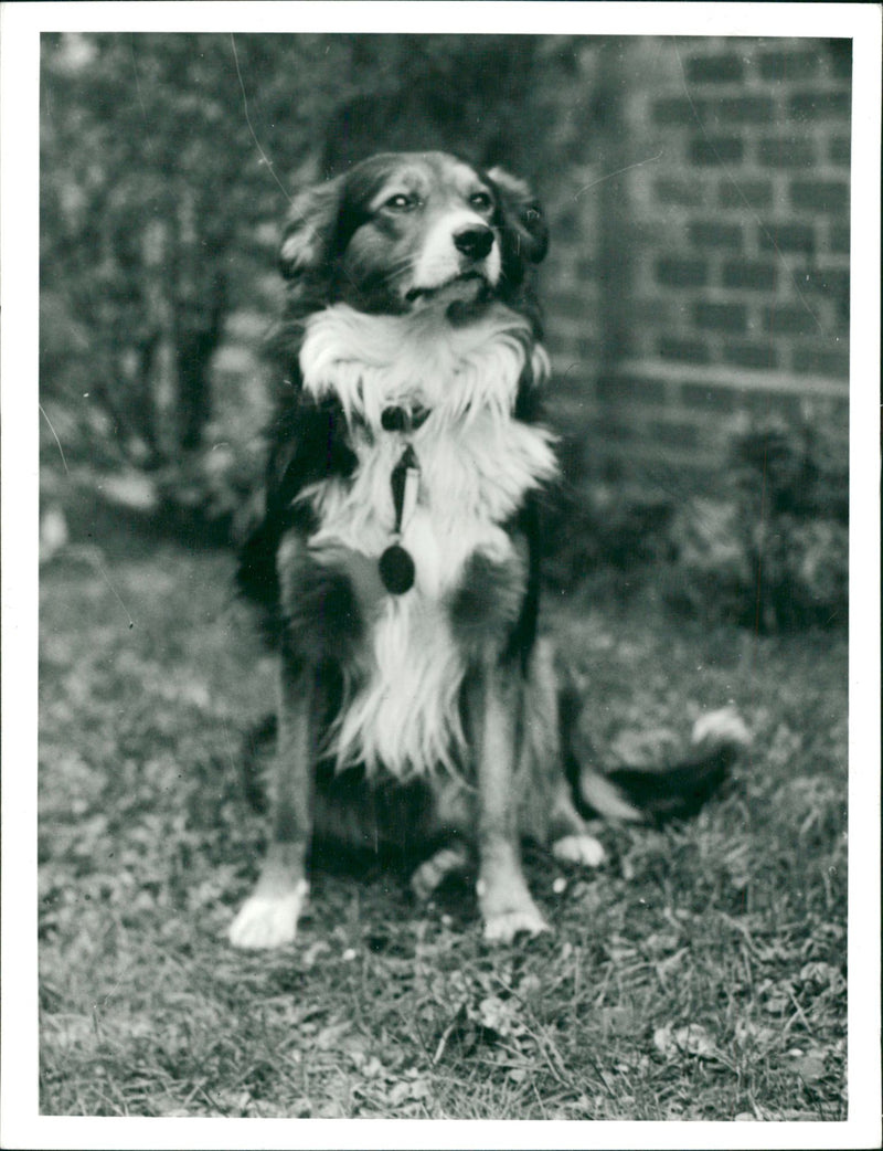 Dog - Vintage Photograph