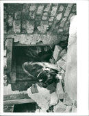 Dog - Vintage Photograph