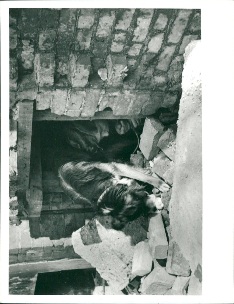 Dog - Vintage Photograph