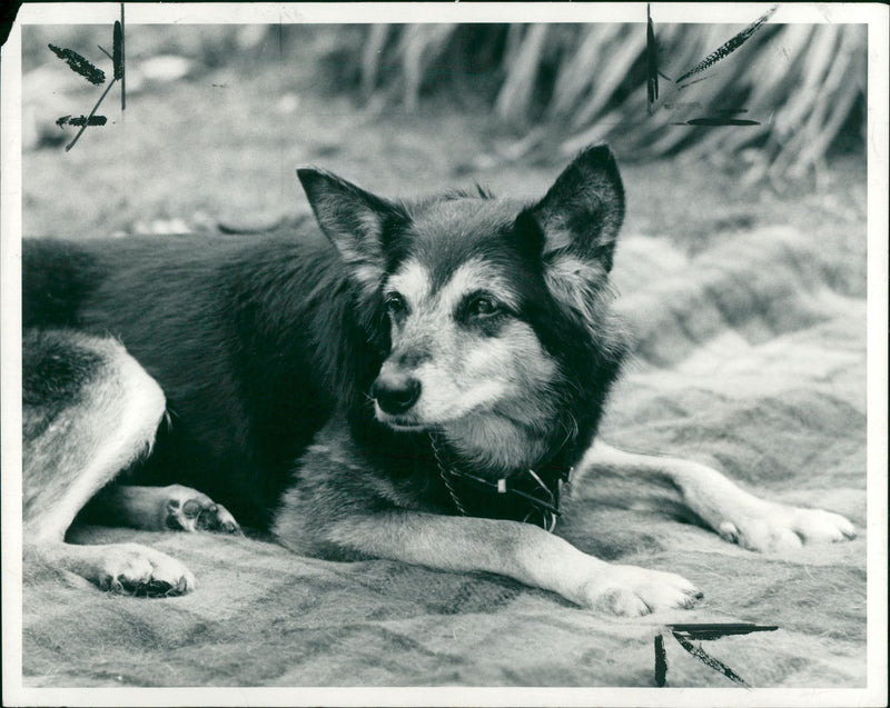 petra dog - Vintage Photograph