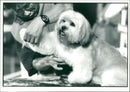 general dog - Vintage Photograph