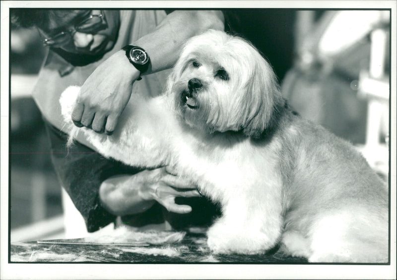 general dog - Vintage Photograph