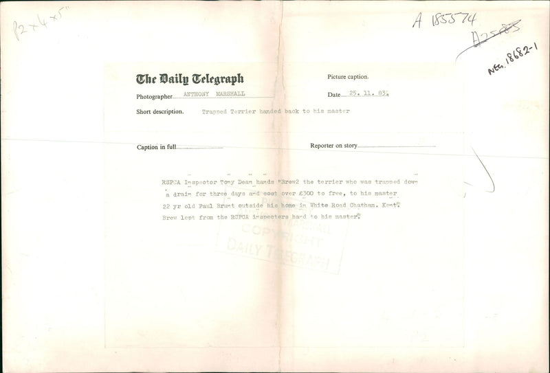 trapped terrier dog handed to his master - Vintage Photograph