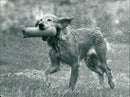 general dog super dog - Vintage Photograph