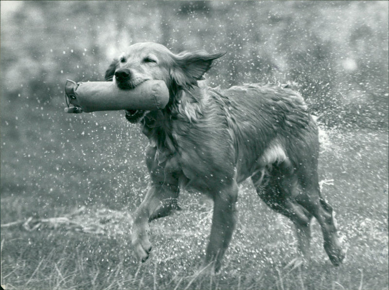 general dog super dog - Vintage Photograph