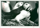Bird: Puffin - Vintage Photograph
