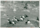 Bird: Puffin - Vintage Photograph