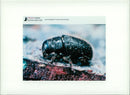 Beetle - Vintage Photograph