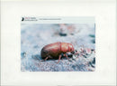 Beetle - Vintage Photograph