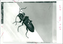 Hylotrupes Beetle - Vintage Photograph
