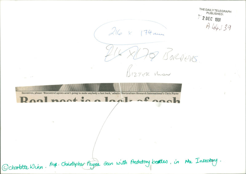 Beetles - Vintage Photograph