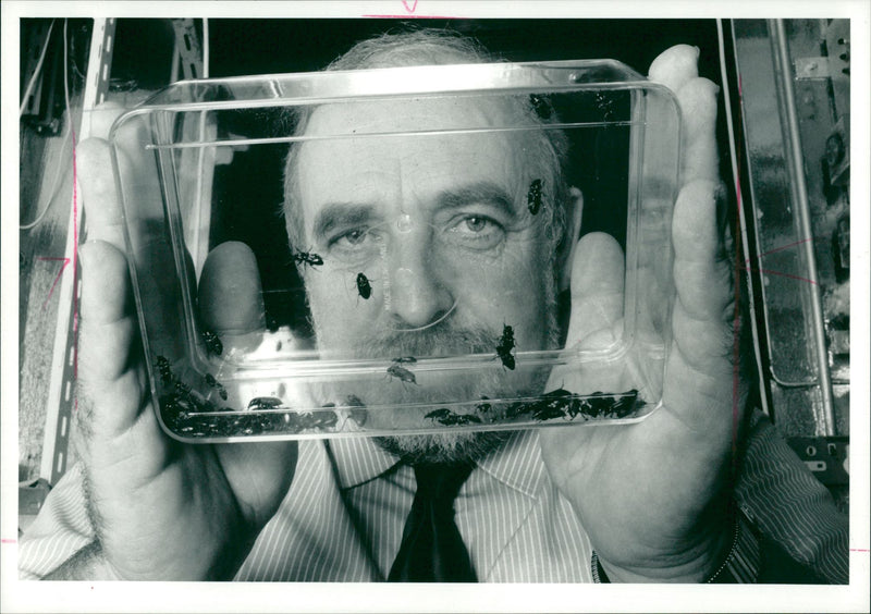 Beetles - Vintage Photograph