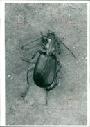 Bombardier Beetles - Vintage Photograph
