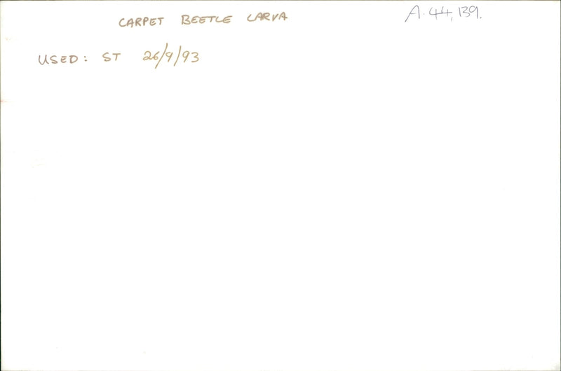 Carpet Beetle Larvae - Vintage Photograph