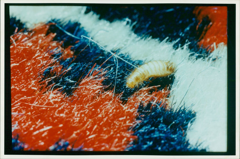 Carpet Beetle Larvae - Vintage Photograph