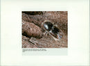 Spruce Beetle - Vintage Photograph