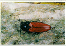 Cardinal Click Beetle - Vintage Photograph