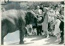 Dilberta the elephant friendly overtures to mrs reagan at the zoo. - Vintage Photograph