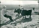 cows which have been trained to play the role of an expirimental reproduction of iron age farming methods yesterday. - Vintage Photograph