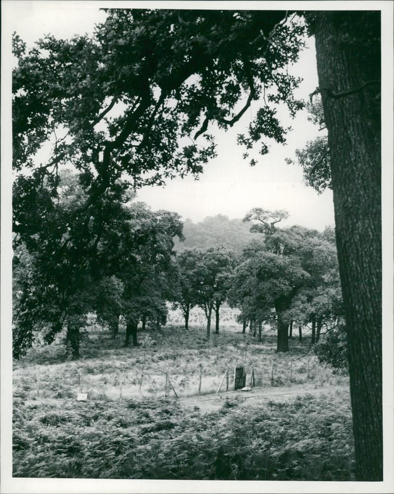 Richmond Park: Prince Charles' Spinney - Vintage Photograph