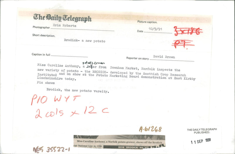 Brodick- a new potato. - Vintage Photograph