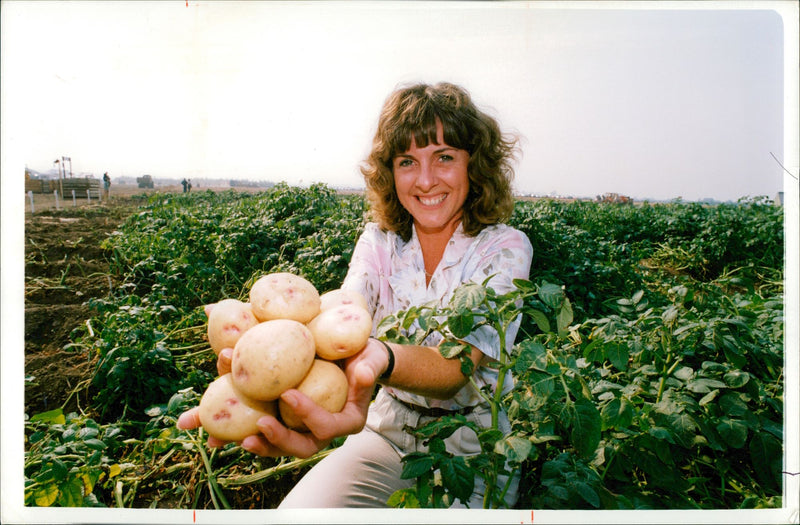 Brodick- a new potato. - Vintage Photograph