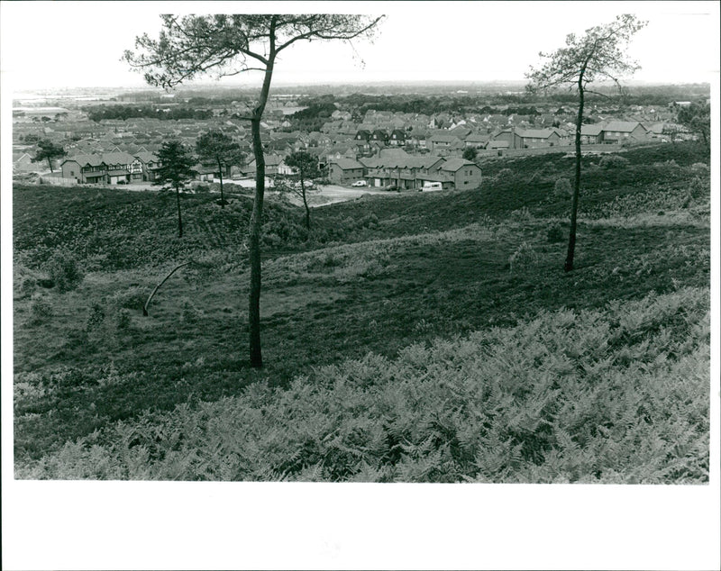 Canford heath. - Vintage Photograph