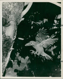 Bird: Green Barbet - Vintage Photograph