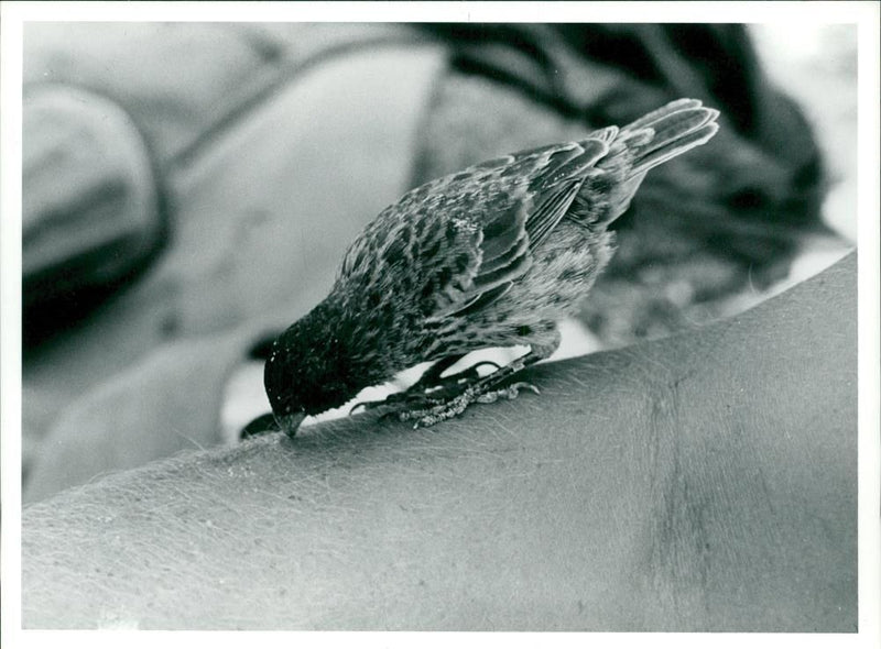 The Vampires of Wolf Island tastes human blood - Vintage Photograph