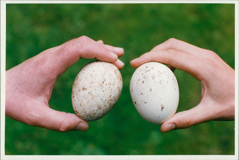 Golden Eagle Eggs - Vintage Photograph