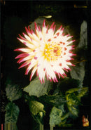 Dahlia Flower - Vintage Photograph