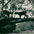 Animal Goat - Vintage Photograph