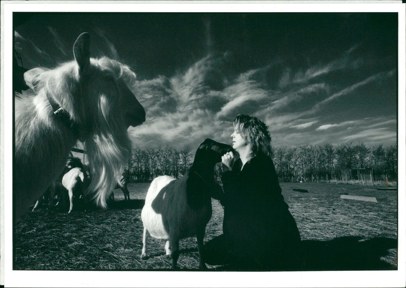 Animal Goat - Vintage Photograph