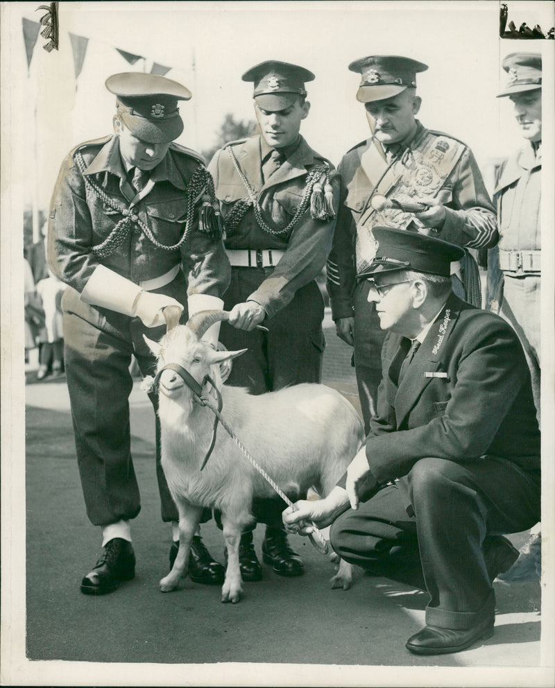 Animal Goat - Vintage Photograph