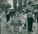 Animal Goat - Vintage Photograph