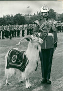 Animal Goat - Vintage Photograph