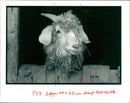 Animal Goat - Vintage Photograph