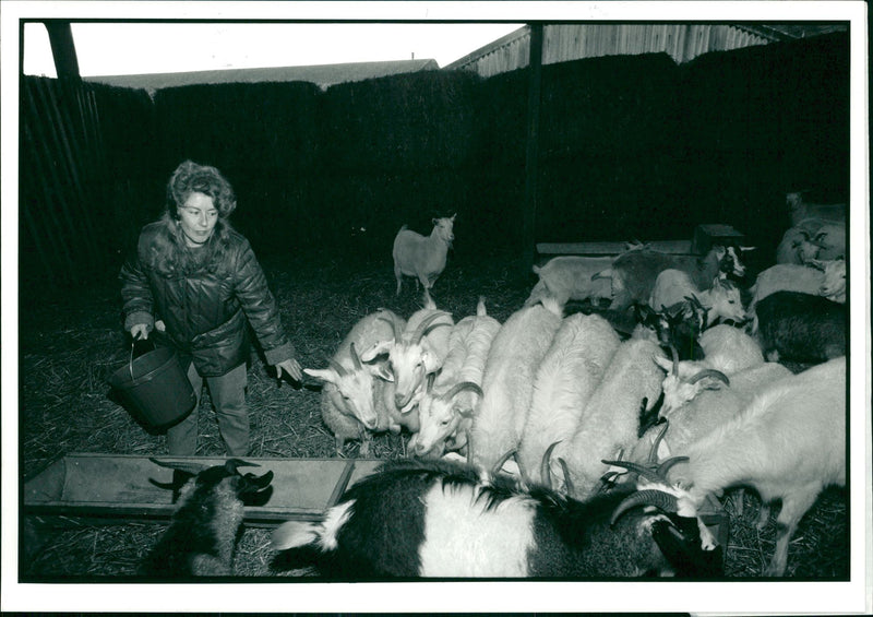 Animal Goat - Vintage Photograph