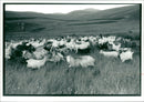 Animal Goat - Vintage Photograph