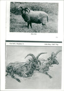 Animal Goat - Vintage Photograph