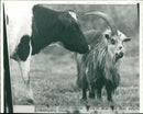 Animal Goat - Vintage Photograph